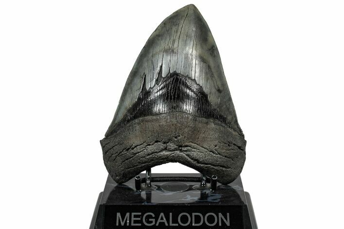 Serrated, Fossil Megalodon Tooth - Collector Quality #307429